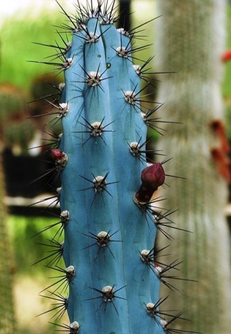 Cereus_aethiops